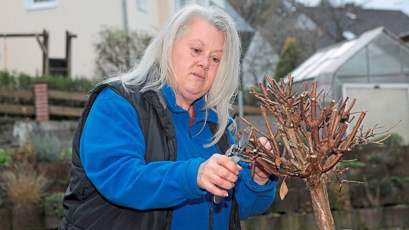 Elisabeth Hammerl schneidet eine Hochstammhortensie zu, bevor sie sie für den Winter mit Gartenvlies einpackt.