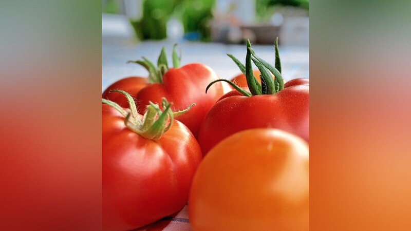 Sonnengereifte Tomaten aus dem eigenen Garten: Im Herbst danken Christen dem Herrgott für die reiche Ernte des Jahres.
