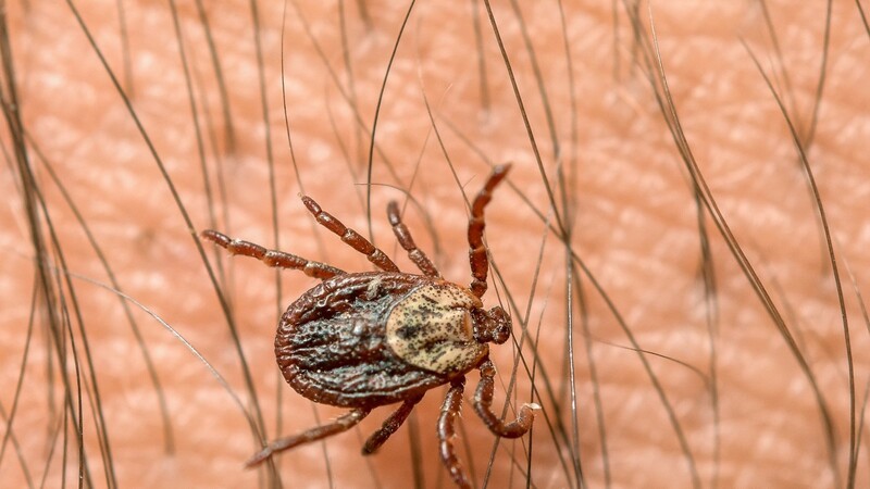 Zecken können Borreliose und FSME übertragen.