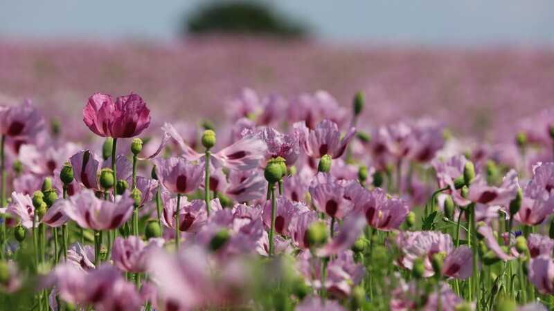 Eine Rarität in Deutschland: Bei Langenbach steht derzeit ein großes Speisemohnfeld in voller Blüte.