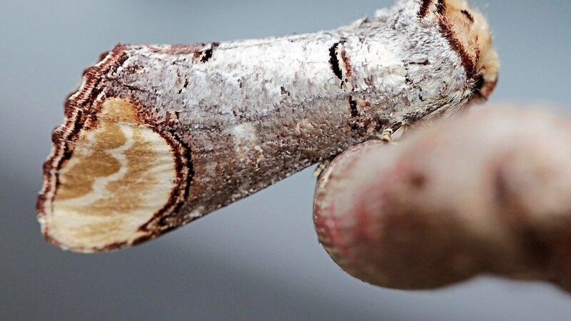 Farbe, Form und Zeichnung des Mondvogels gleichen einem Ast und sehen nicht nach Falter aus. Tarnung und Nachahmung in Perfektion