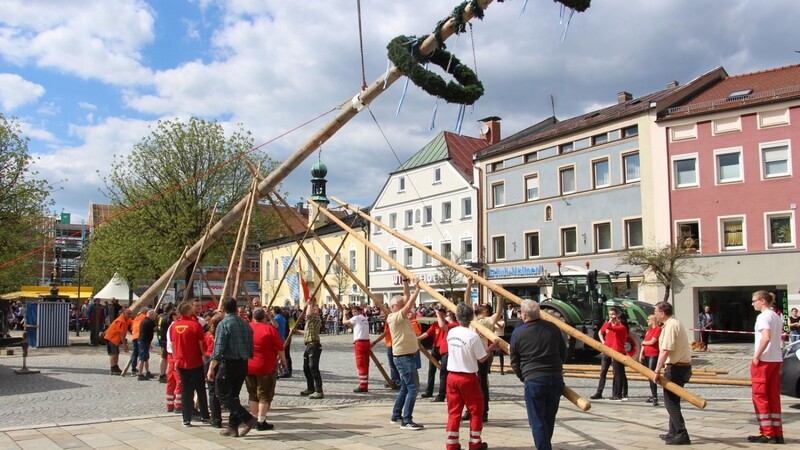 Mit Schwaiberln wurde der Baum in die Höhe gestemmt.