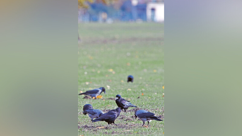 Saatkrähen und Nebelkrähen stehen auf einer Wiese. In vielen Orten gibt es Beschwerden über die zunehmende Zahl an Rabenvögeln. Tierschützer betonen hingegen die Nützlichkeit der Krähen.