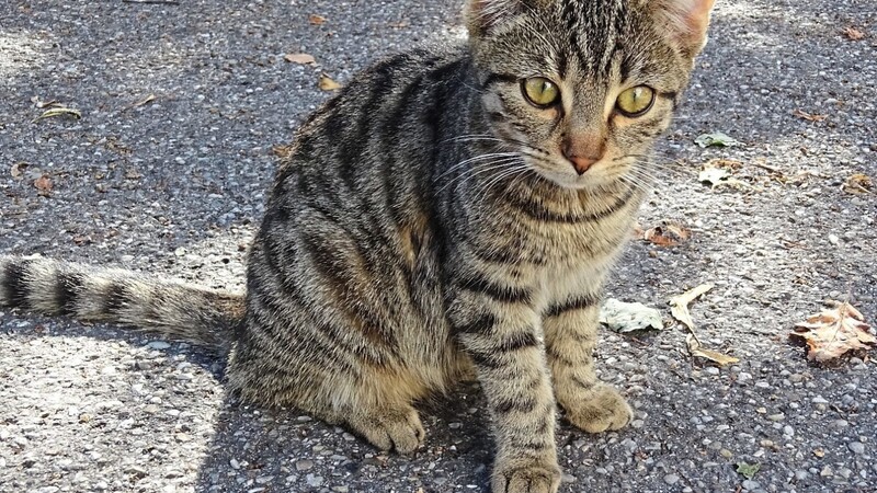 Ein Unbekannter quält in Wurmannsquick immer wieder eine Katze. Die Polizei sucht Zeugen (Symbolbild).