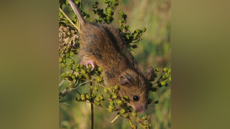 Drei Jahre wurde in Haidmühle nach der Maus gesucht.