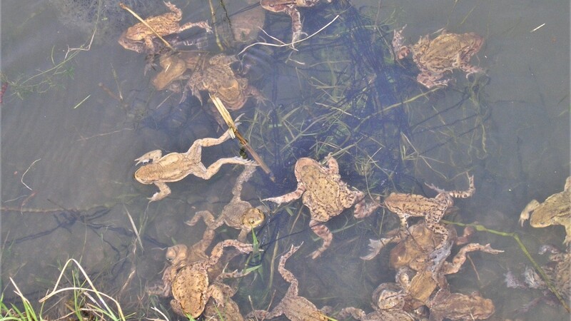 Wenn die Temperaturen steigen und der erste Frühlingsregen einsetzt, ziehen die heimischen Amphibien zu ihren Laichgewässern.