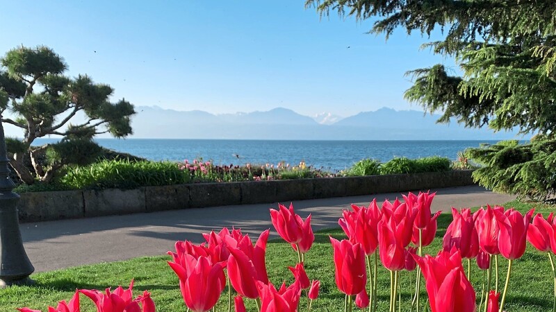 Von März bis Mai wird in Morges das Tulpenfest gefeiert. Im "Parc de l'Indépendance" und an der Uferpromenade des Genfersees blühen die Frühlingsboten.