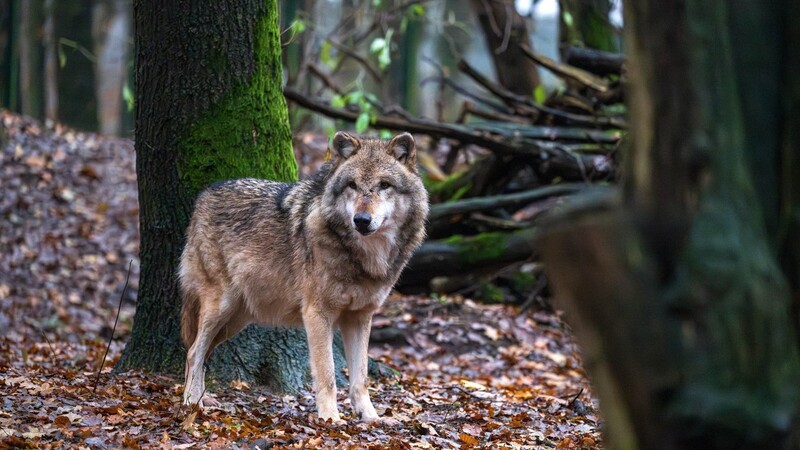 Der Umgang mit Wölfen in Deutschland sorgt seit Jahren für kontroverse Debatten.