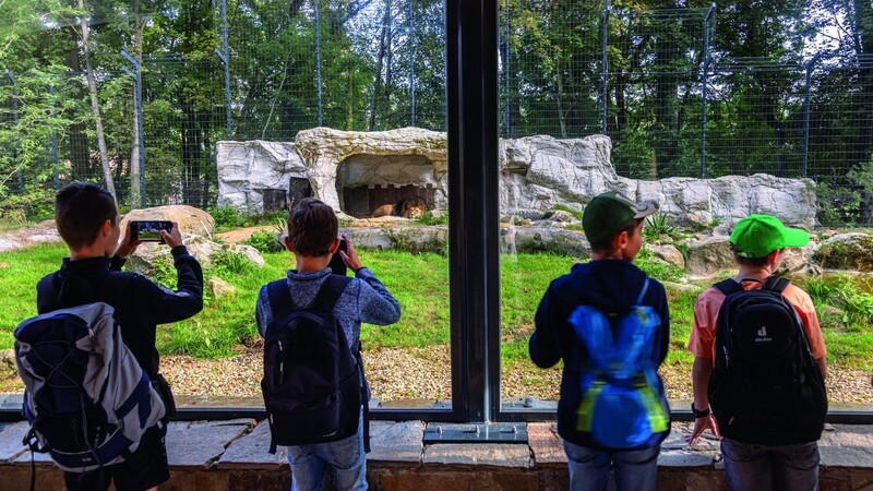 Zoos können den Blick auf Tiere schärfen - wie zum Beispiel in der neuen Löwenanlage im Straubinger Tiergarten.