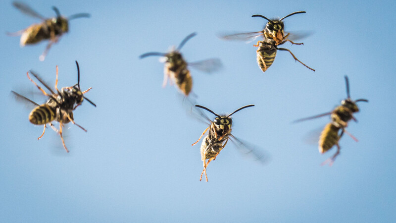 Für einige Wespenarten beginnt gerade die aktivste Phase im Jahr. Andere Arten wie etwas die sächsische Wespe sind schon wieder am Absterben.