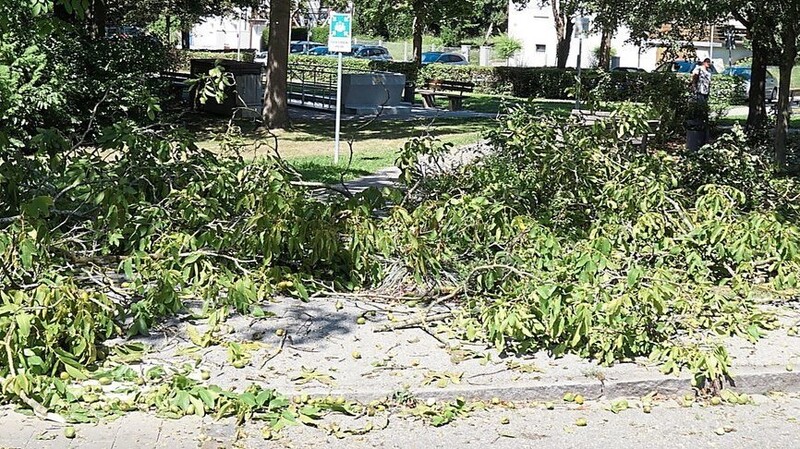 Die Aktion hat sich gelohnt. Dies ist nur ein Bruchteil dessen, was von den Nussbäumen gegenüber des Seniorenheims in der Dr.-Godron-Straße heruntergeschnitten wurde. Weiter links stand zusätzlich ein bis obenhin mit Grünabfällen gefüllter Container.