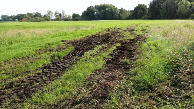 Die Wiesen in den früheren Donauschleifen - wie hier im Alburger Moos - sind nach den reichlichen Niederschlägen in diesem Jahr mit schweren Maschinen kaum befahrbar.