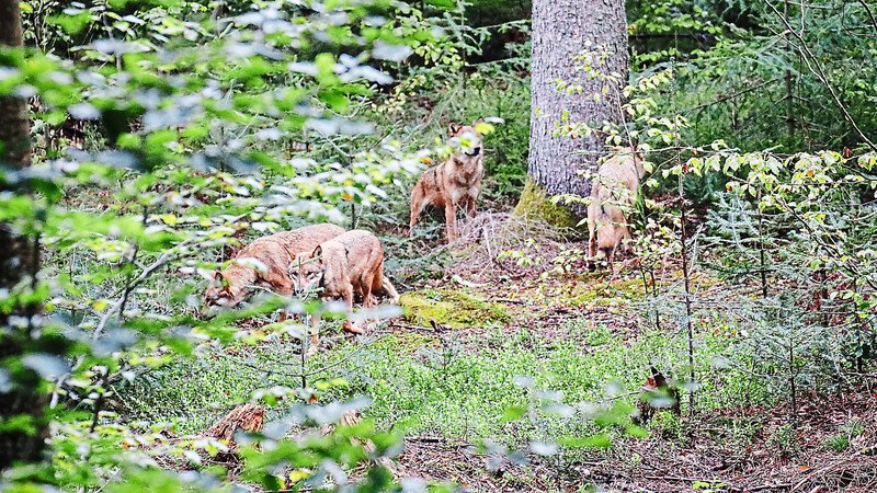 Die vier Jungwölfe waren erst Anfang August aus dem 500 Kilometer entfernten Tiergarten Wiesbaden in den Nationalpark Bayerischer Wald gekommen.