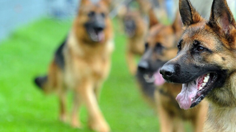 Die Frauen zu denen der Hund gehörte, machten sich nach dem Vorfall aus dem Staub. (Symbolbild)