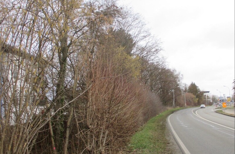 Ab kommenden Montag finden in Dingolfing in der Frontenhausener Straße (St 2111) vom "Takko-Kreisel" bis zum Krankenhausberg Gehölzpflegearbeiten statt. 