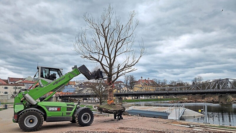 Der Baum wandert: Vom Ufer des Regen weg, hinüber zum Ufer des Siedersees.