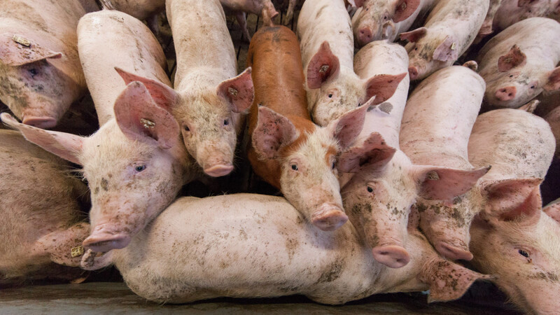 Wer das Tierwohl fördern will, sollte dazu Gesetze machen und diese durchsetzen, anstatt an der Steuerschraube zu drehen.