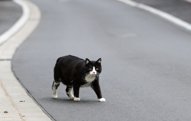 Ein Spaziergang auf der Straße kann für Katzen tödliche Folgen haben. Damit die Besitzer die Möglichkeit haben, zu erfahren, was mit ihrem Vierbeiner passiert ist, hat der Bauhof ein Chip-Lesegerät angeschafft. 