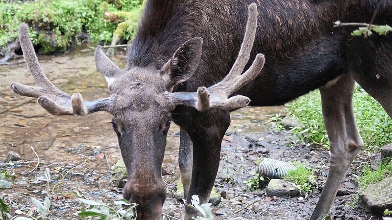 Spannend und unterhaltsam verspricht das "Tierparkjahr 2023" zu werden.