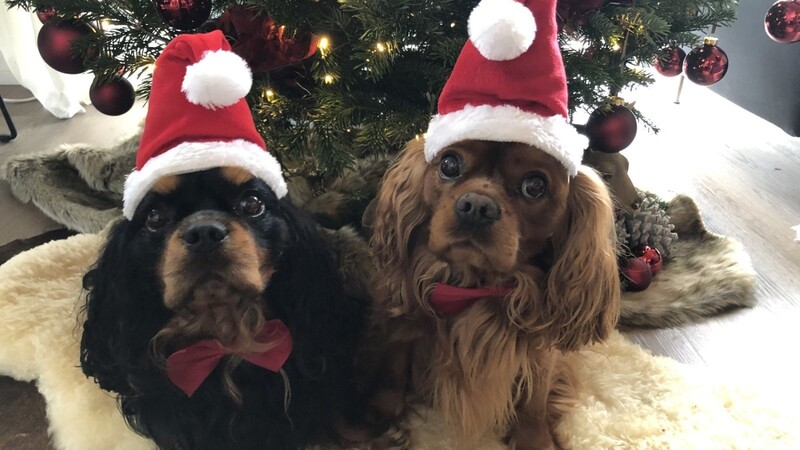 Die beiden Cavalier-King-Charles-Spaniel Lenny und Lui sind im Weihnachtsoutfit. Die beiden freuen sich schon mega auf Weihnachten bei Familie Wackerbauer.