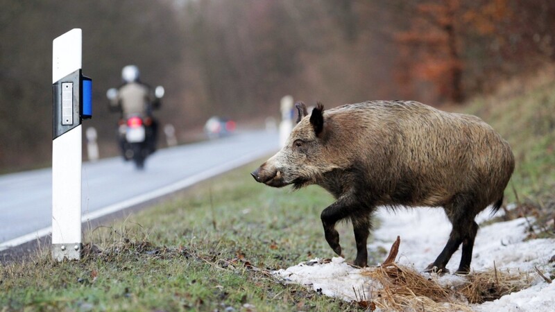 Ein Wildschwein ließ sich in der Nacht auf Mittwoch auch von einem Wildschutzzaun nicht aufhalten und rannte auf die A93 bei Siegenburg. Die Folge waren drei Unfälle. Das Tier überlebte den Ausflug auf die Autobahn nicht. (Symbolbild)