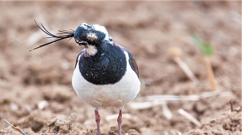 Früher ein Allerweltsvogel, mittlerweile ist er ziemlich selten geworden: der Kiebitz.