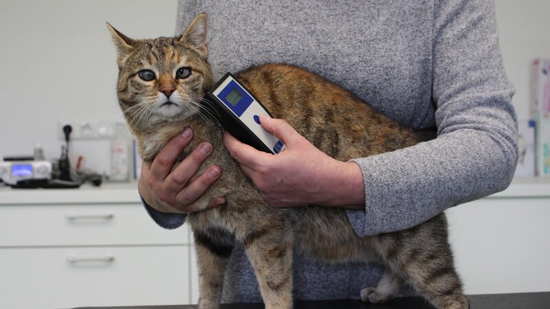 Mit dem Lesegerät kann der implantierte Chip am Hals der Katze ausgelesen werden.