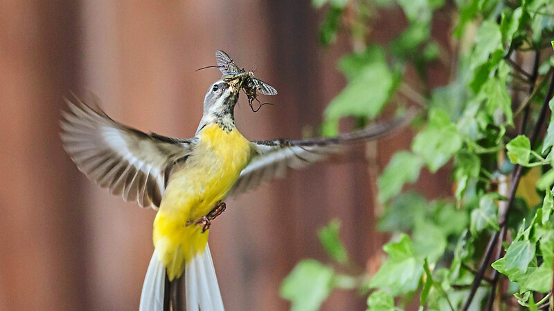 Eine Gebirgsstelze beim Anflug ans Nest: Sie ist eine der "Protagonisten", mit denen Ralph Sturm zum aktuellen Kinofilm beigetragen hat.