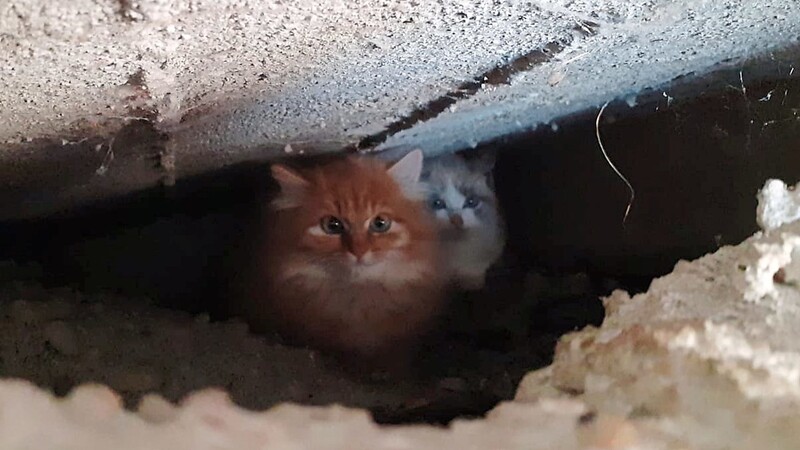 Diese Katzenbabys wurden unter der Isarbrücke gefunden. Um die unkontrollierte Vermehrung von Katzen einzudämmen, ruft der Tierschutzverein Dingolfing-Landau dazu auf, die Tiere kastrieren zu lassen.